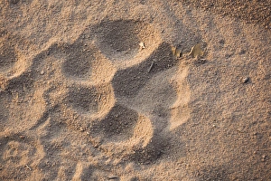 Tiger track, Bandhavgarh National Park, India Tiger track, Bandhavgarh National Park, India