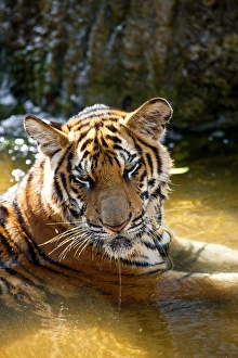 Tiger in water, Indochinese tiger or Corbetts tiger (Panthera tigris corbetti) Tiger in water, Indochinese tiger or Corbetts tiger (Panthera tigris corbetti)