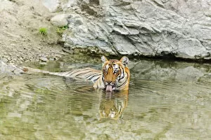 Images Dated 29th September 2019: Tigress in the backwaters of Ramganga River. Corbett National Park, India