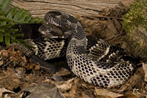 Timber Rattlesnake, Crotalis horridus, coiled and ready to strike. NE USA, Controlled Timber Rattlesnake, Crotalis horridus, coiled and ready to strike. NE USA, Controlled