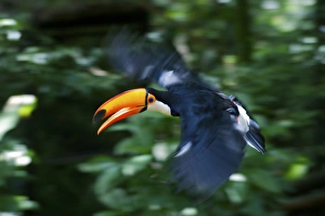 Toco Toucan (Ramphastos toco) flying through the rainforest, Brazil. Is the largest Toco Toucan (Ramphastos toco) flying through the rainforest, Brazil. Is the largest