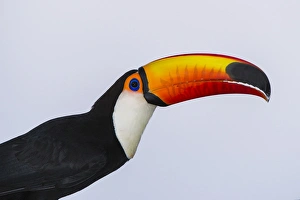 Toco Toucan (Ramphastos toco), Northern Pantanal, Mato Grosso, Brazil Toco Toucan (Ramphastos toco), Northern Pantanal, Mato Grosso, Brazil