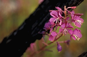 Tok, AK. Fireweed, Eplilbium angustifolium, helps define Alaska in summertime Tok, AK. Fireweed, Eplilbium angustifolium, helps define Alaska in summertime