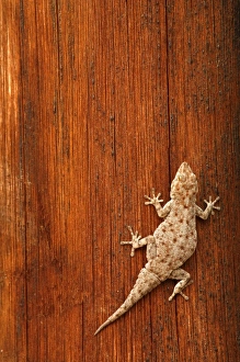 Tokay Gecko (Gecko gecko) on Striated Wood. The wooden post belongs to a toilet block Tokay Gecko (Gecko gecko) on Striated Wood. The wooden post belongs to a toilet block