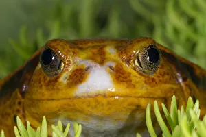 Tomato Frog, Madagascar tomato frog, crapaud rouge de Madagascar, Dyscophus antongilii Tomato Frog, Madagascar tomato frog, crapaud rouge de Madagascar, Dyscophus antongilii