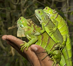 Tourist with juvenile green iguanas (Iguana iguana), Green Iguana Exhibit, San Ignacio Tourist with juvenile green iguanas (Iguana iguana), Green Iguana Exhibit, San Ignacio