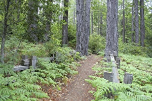 Trail in Kruse Rhododendron State Reserve Salt Point California Trail in Kruse Rhododendron State Reserve Salt Point California