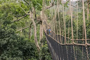 Images Dated 27th February 2016: Traversing the 7 bridges high in the canopy of Kakum National Forest