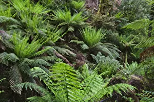 Images Dated 19th November 2011: Tree Fern in Melba Gully, Great Otway National Park, Victoria, Australia