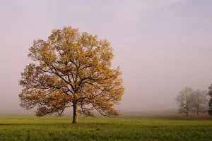 Tree in foggy meadow Cades Cove Great Smoky Mountains N.P. TN Tree in foggy Tree in foggy meadow Cades Cove Great Smoky Mountains N.P. TN Tree in foggy