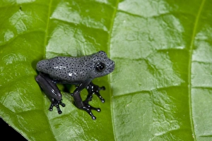Tree Frog (Hypsiboas geographicus) juvenile, Yasuni National Park, Amazon Rainforest Tree Frog (Hypsiboas geographicus) juvenile, Yasuni National Park, Amazon Rainforest