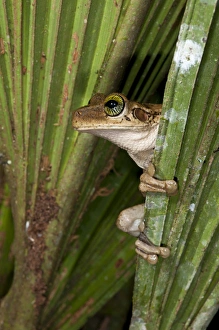 Tree Frog (Osteocephalus taurinus), Yasuni National Park, Amazon Rainforest, ECUADOR Tree Frog (Osteocephalus taurinus), Yasuni National Park, Amazon Rainforest, ECUADOR