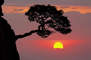 Images Dated 13th September 2008: Tree on granite mountain peak at sunrise, Yellow Mountain or Huangshan