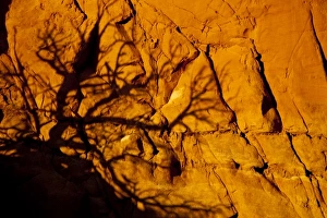 Tree limbs cast alien looking shadow on sandstone wall at Kodachrome State Park in Utah Tree limbs cast alien looking shadow on sandstone wall at Kodachrome State Park in Utah