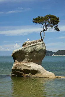 Tree on rock, Tinline Bay, Abel Tasman National Park, Nelson Region, South Island Tree on rock, Tinline Bay, Abel Tasman National Park, Nelson Region, South Island