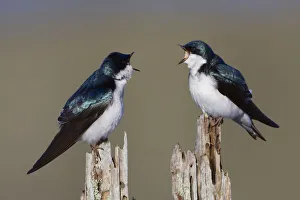 <b class=qtipBold><figcaption>Tree Swallow Pair</figcaption></b><br><em>© Ken Archer / DanitaDelimont.com</em> Tree Swallow Pair