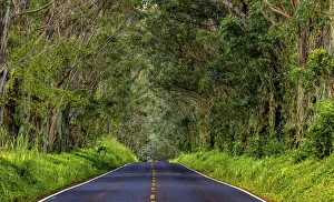 Tree tunnel of Eucalyptus trees line Maliuhi Road near Koloa in Kauai, Hawaii, USA Tree tunnel of Eucalyptus trees line Maliuhi Road near Koloa in Kauai, Hawaii, USA