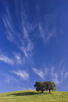 Trees in field on hillside in spring, near Olvera, Andalucia Trees in field on hillside in spring, near Olvera, Andalucia