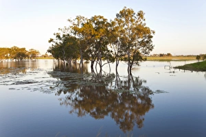 Trees & flooded creek, near Rockhampton, Queensland, Australia Trees & flooded creek, near Rockhampton, Queensland, Australia