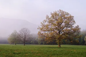Trees in foggy meadow Cades Cove Great Smoky Mountains N.P. TN Trees in foggy meadow Cades Cove Great Smoky Mountains N.P. TN