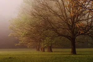 Trees in foggy meadow at sunrise Cades Cove Great Smoky Mountains N.P. TN Trees in foggy meadow at sunrise Cades Cove Great Smoky Mountains N.P. TN
