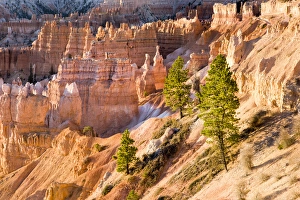 Trees grow in Limestone at Bryce Canyon National Park. Utah. US Trees grow in Limestone at Bryce Canyon National Park. Utah. US