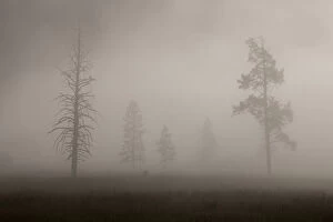 Images Dated 9th August 2015: Trees in Mist. Early Morning. Yellowstone National Park. Wyoming