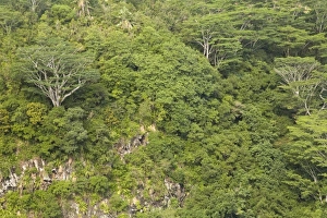 trees near Chamarel Waterfall-highest on Mauritius, over 1000 meter drop, South Mauritius trees near Chamarel Waterfall-highest on Mauritius, over 1000 meter drop, South Mauritius