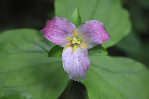 The trillium is a perennial flowering plant native to temperate regions of North America The trillium is a perennial flowering plant native to temperate regions of North America