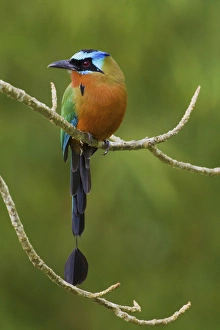 <b class=qtipBold><figcaption>Trinidad Motmot; Blue-crowned Motmot</figcaption></b><br>Trinidad Motmot, Blue-crowned Motmot<br><em>© Ken Archer / DanitaDelimont.com</em> Trinidad Motmot; Blue-crowned Motmot