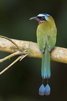 Images Dated 9th February 2016: Trinidad Motmot (Blue-crowned Motmot)