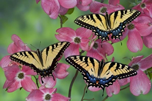 Trio of Eastern Tiger Swallowtail on Pink Dogwood blooms, Papilio glaucus Trio of Eastern Tiger Swallowtail on Pink Dogwood blooms, Papilio glaucus