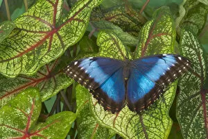 Images Dated 28th October 2005: Tropical Butterfly the Blue Morpho, Morpho granadensis on Caladium leaaves