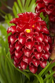 Tropical flower in garden, Coral Coast, Viti Levu, Fiji, South Pacific
