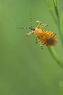 Images Dated 7th April 2006: True Bug (Hemiptera), Pruitt landing, Log Cabin Trail, Buffalo National River, Arkansas