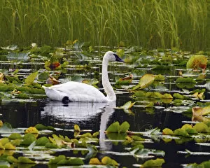 Images Dated 3rd September 2012: Trumpeter Swan swimming in Liliy Pods; Chugach National Forest; Alaska; USA