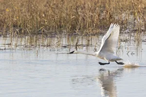 Trumpeter Swans (Cygnus buccinator) taking off from wetland Riverlands Migratory Bird Trumpeter Swans (Cygnus buccinator) taking off from wetland Riverlands Migratory Bird