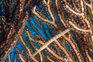 Trumpetfish (Aulostymous maculatus) among Deepwater Sea Fan Hol Chan Marine Preserve Trumpetfish (Aulostymous maculatus) among Deepwater Sea Fan Hol Chan Marine Preserve