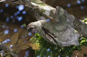 TTSL, 008, Rolf N, Three-toed Sloth TTSL, 008, Rolf N, Three-toed Sloth
