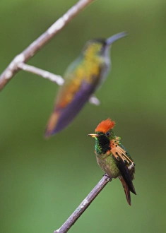 <b class=qtipBold><figcaption>Tufted Coquette</figcaption></b><br><em>© Ken Archer / DanitaDelimont.com</em> Tufted Coquette