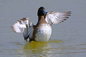 Tufted Duck (Aythya fuligula) flapping wings, England, UK Tufted Duck (Aythya fuligula) flapping wings, England, UK