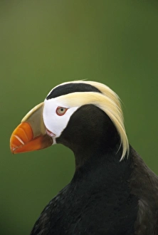 Tufted Puffin; (Fratercula cirrhata); Summer Adult, Talan Island, Sea of Okhotsk, RUSSIA Tufted Puffin; (Fratercula cirrhata); Summer Adult, Talan Island, Sea of Okhotsk, RUSSIA