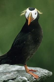 Tufted Puffin (Fratercula cirrhata) Adult in summer, Talan Island, Sea of Okhotsk, RUSSIA Tufted Puffin (Fratercula cirrhata) Adult in summer, Talan Island, Sea of Okhotsk, RUSSIA