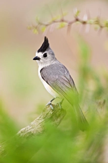 Tufted Titmouse (Baeolophus bicolor) adult perched in thorn brush, south Texas, USA Tufted Titmouse (Baeolophus bicolor) adult perched in thorn brush, south Texas, USA