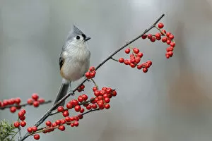 Tufted Titmouse Collection: Tufted titmouse and red berries, Kentucky