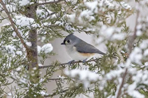 Tufted titmouse in red cedar tree in winter snow, Marion County, Illinois Tufted titmouse in red cedar tree in winter snow, Marion County, Illinois