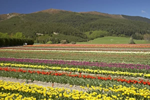 Tulip Fields, near Tapanui, West Otago, South Island, New Zealand Tulip Fields, near Tapanui, West Otago, South Island, New Zealand
