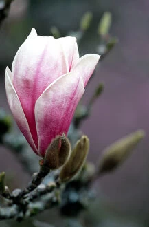 Images Dated 20th October 2005: Tulip magnolia blossom; flower; tree; Washington Park Arboretum; pink; spring