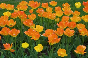 Tulips at the Boston Public Garden, Boston, Massachusetts USA Tulips at the Boston Public Garden, Boston, Massachusetts USA