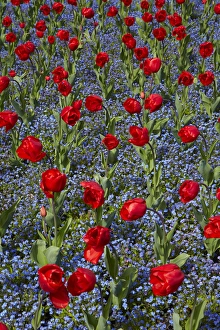 Tulips, Botanic Gardens, Hagley Park, Christchurch, Canterbury, South Island, New Zealand Tulips, Botanic Gardens, Hagley Park, Christchurch, Canterbury, South Island, New Zealand